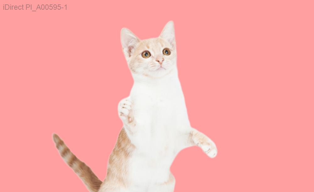 【2023完全指南】五星級評選：台灣十大必去寵物美容店大公開！示意圖